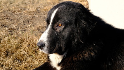  The dog walks on the street