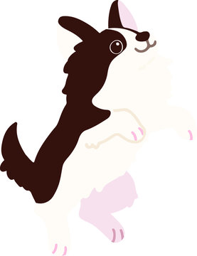 Flat Colored Dark Brown Chihuahua Jumping