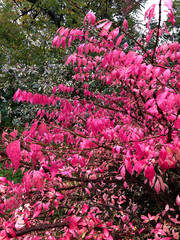 Bush with pink leaves