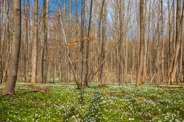 Frühjahr im Wald blühender Anemonen Teppich