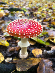 Toadstools
