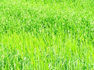 麦の穂　春　日本の田舎