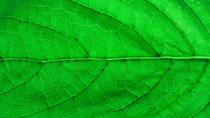 Texture and detail of green leaf.