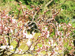 桃とレンギョウ　春　日本の田舎