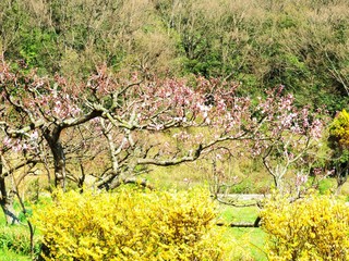 桃とレンギョウ　春　日本の田舎