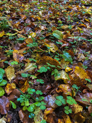 Fallen foliage