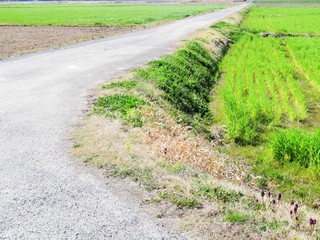 麦の芽吹き　春　日本の田舎
