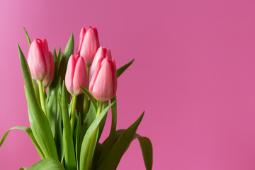 Fresh pink tulip bouquet under natural light in blossom against a pink background