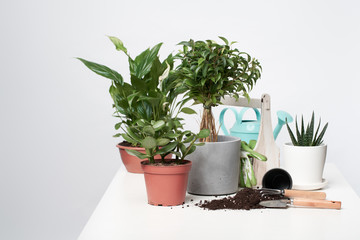 Home green plants, cacti in pots with scoop and rake on empty gray background
