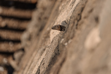 Close-up of reptile peeking out of rocks