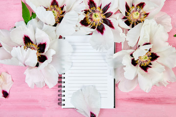 Flat lay of beautiful fresh  white peonies with notebook on pink background. Top view, copy space. Place for text.