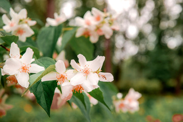 Jasmine flowers with white delicate petals on a green
