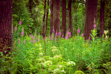 Fototapete bei efototapeten.de bestellen   