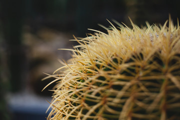 Prickly pear cactus closeup. Garden of exotic plants. herbal medicine