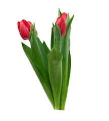 blooming red tulips with green leaves and stem isolated on white background