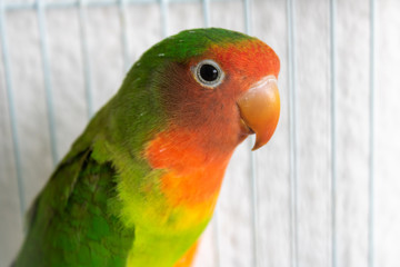 Nice and adorable lovebird of many colors in his cage