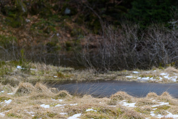 La tourbière de l'étang du Devin à la fin de l'hiver, Le Bonhomme, Lapoutroie, Alsace, Vosges, France