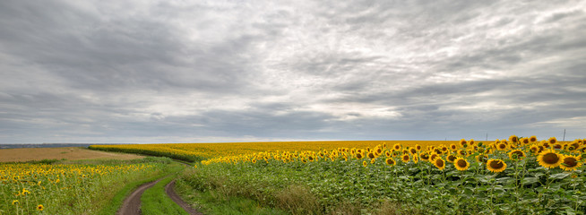 The country road through the yellow sunflower's field. Summer landscape: beautiful field yellow...
