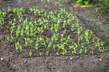 The pea shoots in rows on garden beds in the vegetable field. Cultivation of vegetables. Agriculture. Gardening in the summer house in the spring and summer season.