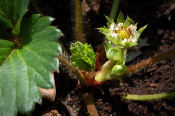 Growing strawberry flowers