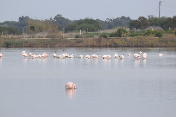 Naklejka premium Beautiful flamingos swimming in the lake