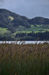 field of grass and mountains in lake Neusa