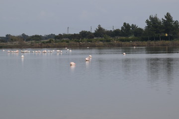 Fototapeta na wymiar Beautiful flamingos swimming in the lake