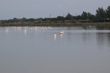 Beautiful flamingos swimming in the lake