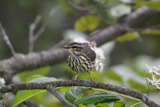 Northern Waterthrush