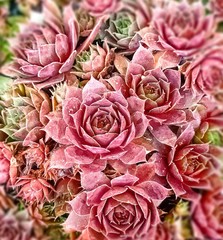 bouquet of pink roses