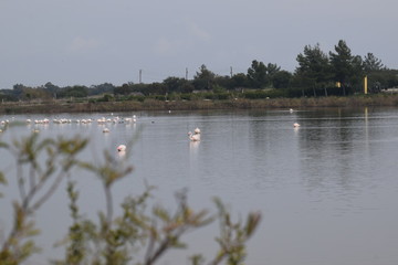 Beautiful flamingos swimming in the lake