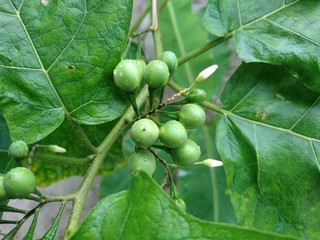 Rimbang a vitamin for your eyes