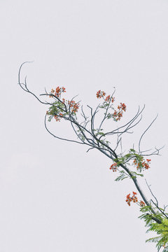 亜熱帯の木の花　Processed with VSCO with kp1 preset