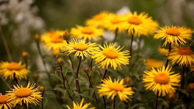 Inula hirta