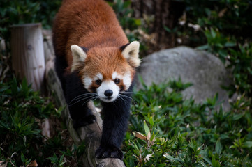 レッサーパンダ