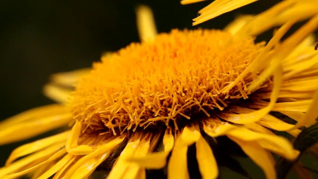 Inula hirta
