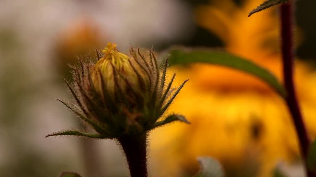 Inula hirta