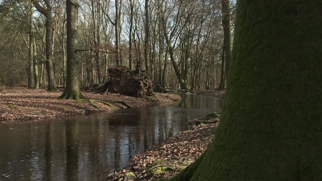 Overflowing Leuvenum forest creek after heavy rains in the Veluwe nature reserve in Gelderland, The Netherlands.