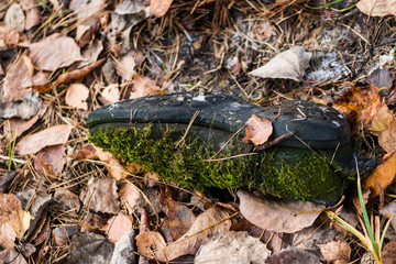 The sole of an old decayed army boot is lined with nails. Abandoned in the old days in the woods.