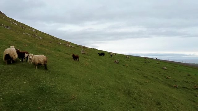 Sheep and lamb in the steep hillside walking