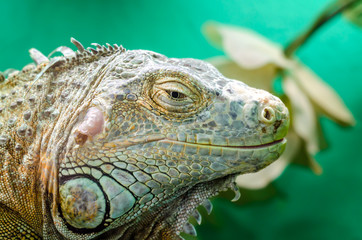 big iguana on a green background close up