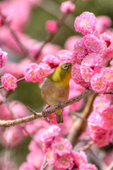 京都御苑の梅