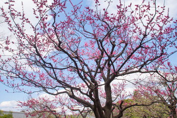 京都御苑の梅