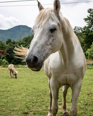Obraz na płótnie Canvas Portrait of a white horse in the field