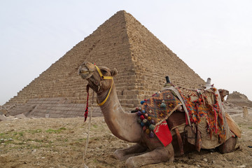 Fototapeta premium Camel lies near pyramid of Menkaure, Giza, Egypt