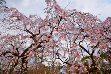京都御苑の近衛桜
