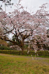 京都御苑の近衛桜