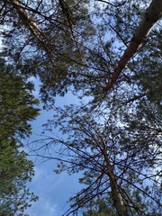 tree in the sky