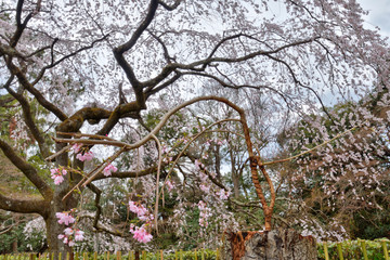 京都御苑の近衛桜