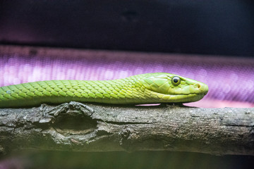 wild animals and natural landscapes, natural park of Cabárceno, Cantabria, Spain